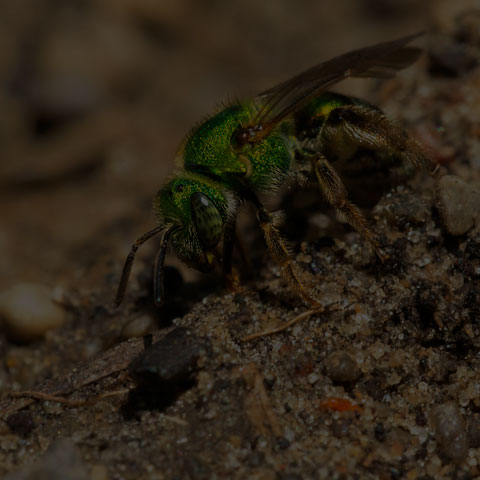 Striped Sweat Bee
