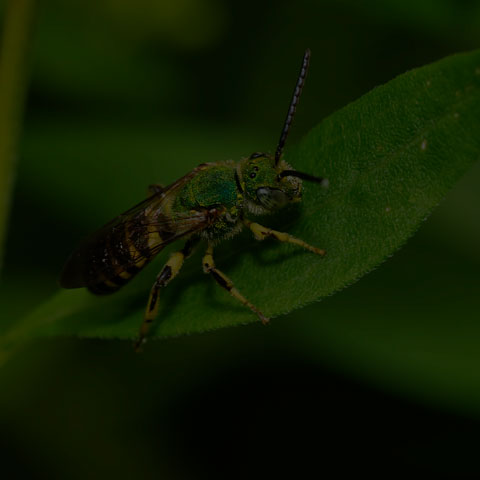 Striped Sweat Bee