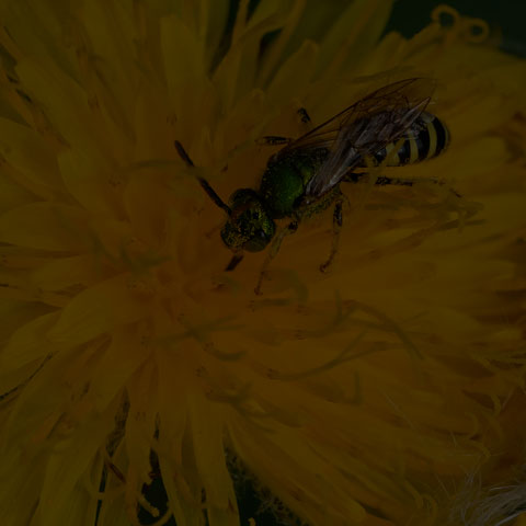 Texas ßStriped Sweat Bee