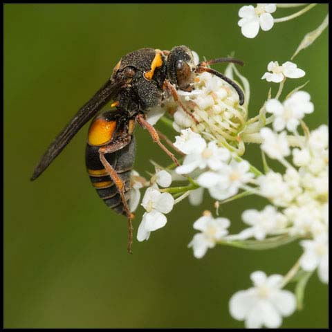 Devious Sand Wasp