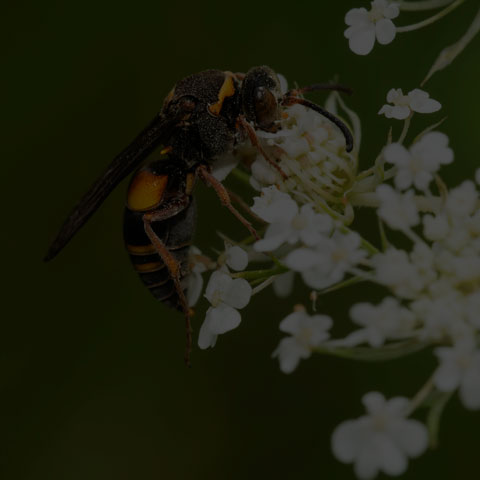 Devious Sand Wasp