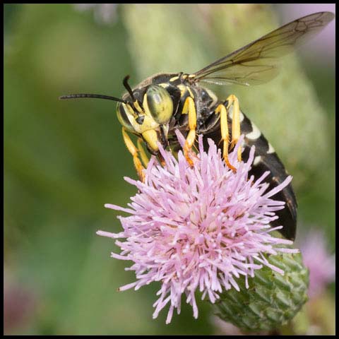 Four-banded Stink Bug Wasp