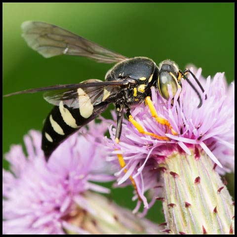 Four-banded Stink Bug Wasp