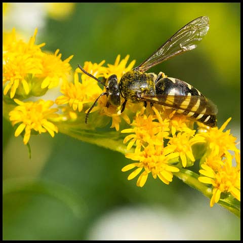 Four-banded Stink Bug Wasp