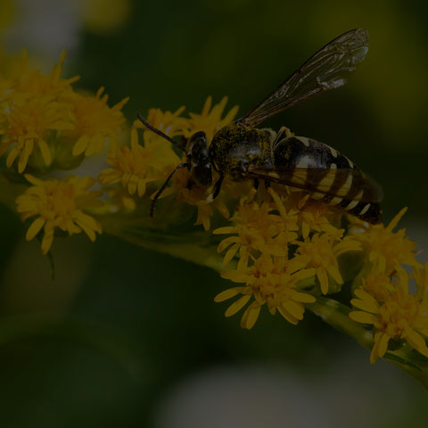 Four-banded Stink Bug Wasp