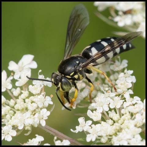 Four-banded Stink Bug Wasp