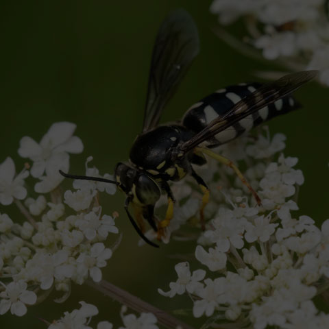 Four-banded Stink Bug Wasp