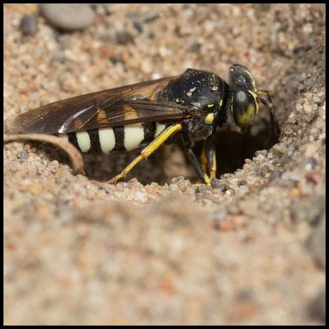 Four-banded Stink Bug Wasp