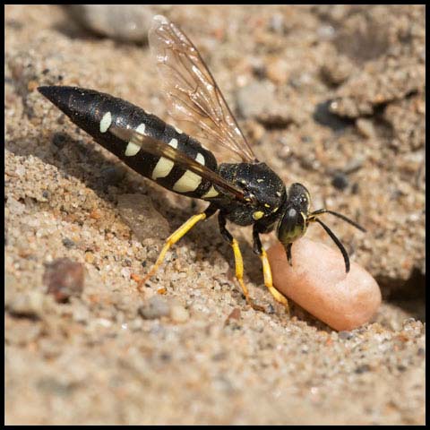 Four-banded Stink Bug Wasp