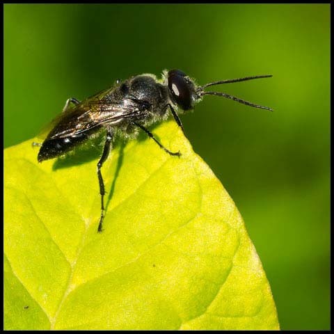 Black Crabronid Wasp