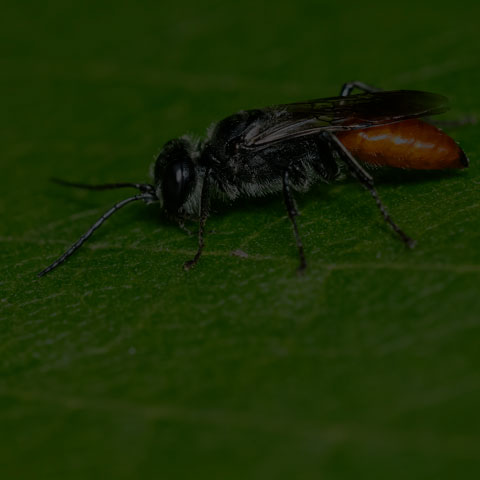 Restless Crabronid Wasp