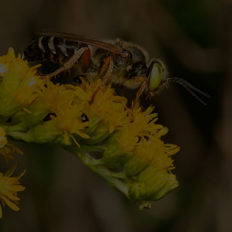 Sand-loving Wasp