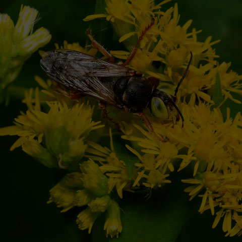Sand-loving Wasp