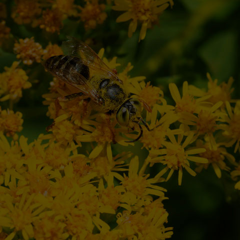 Sand-loving Wasp