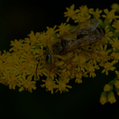 Sand-loving Wasp