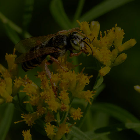 Sand-loving Wasp