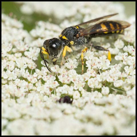 Spotted Square-headed Wasp