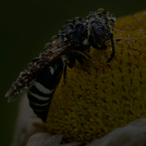 Ventral Sand Wasp
