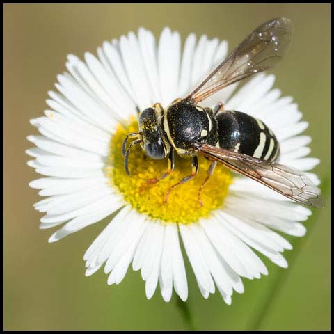 Ventral Sand Wasp
