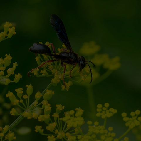 Brown-legged Grass-carrier