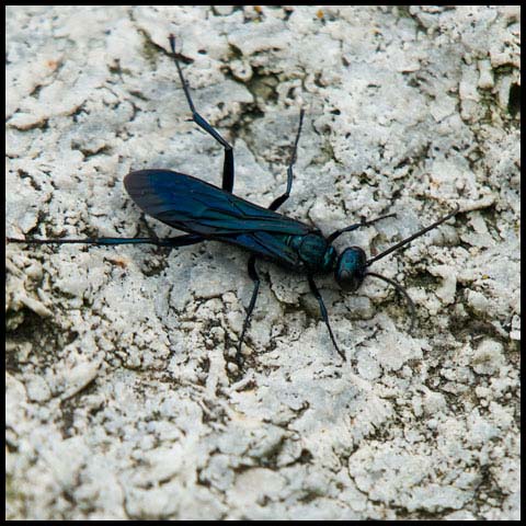 Common Blue Mud-dauber