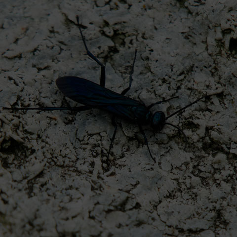 Common Blue Mud-dauber