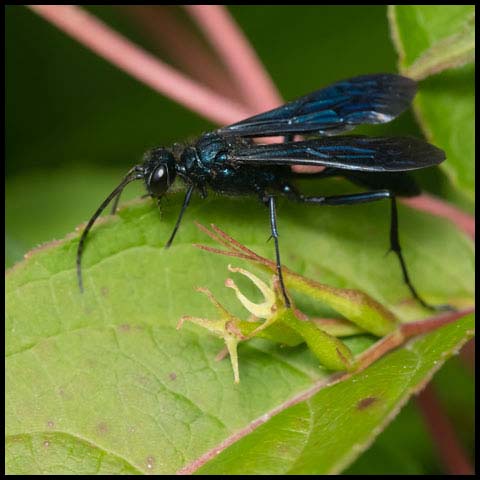Common Blue Mud-dauber