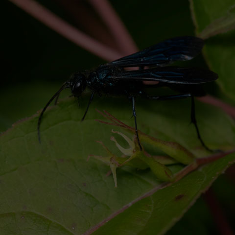 Common Blue Mud-dauber