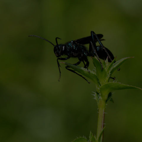 Common Blue Mud-dauber