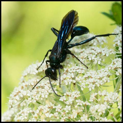 Common Blue Mud-dauber