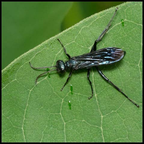 Common Blue Mud-dauber