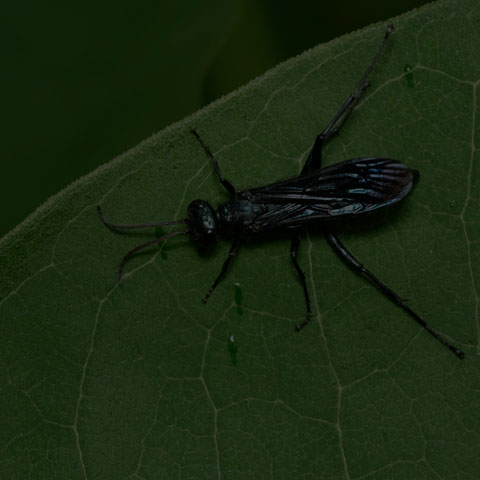 Common Blue Mud-dauber