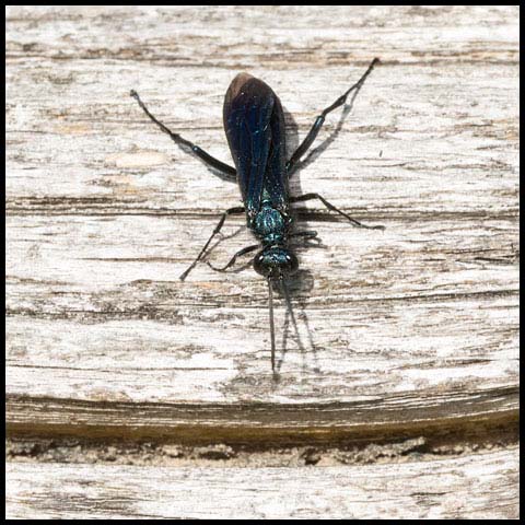 Common Blue Mud-dauber