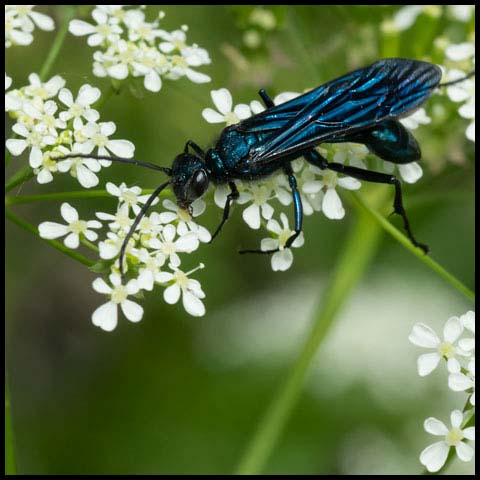 Common Blue Mud-dauber