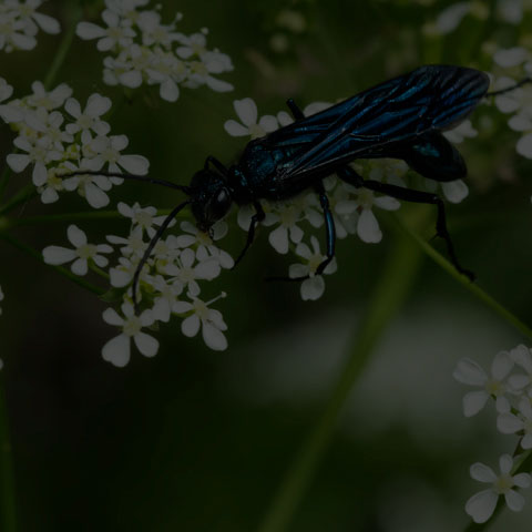 Common Blue Mud-dauber