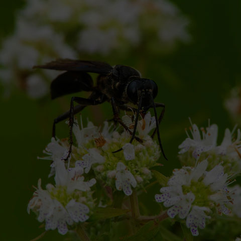Great Black Digger Wasp