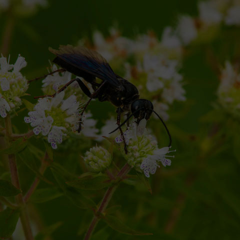 Great Black Digger Wasp