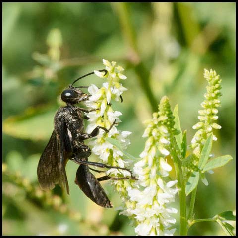 Great Black Digger Wasp
