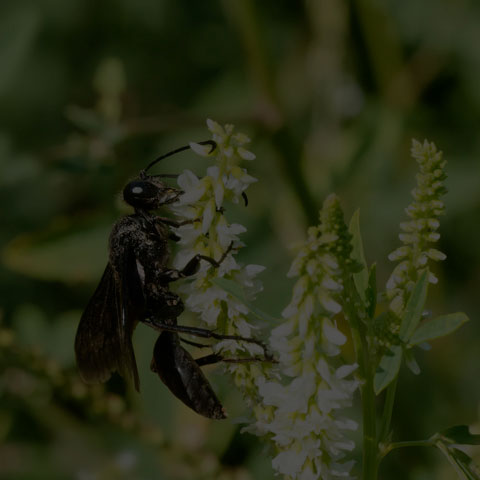 Great Black Digger Wasp