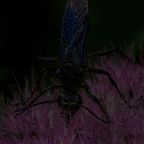 Great Black Digger Wasp