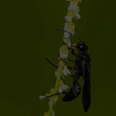 Great Black Digger Wasp