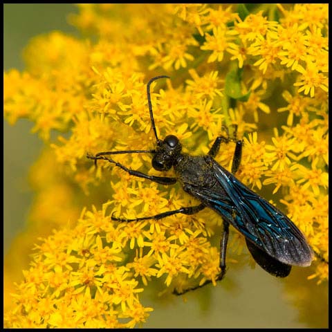 Great Black Digger Wasp