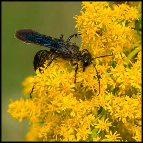 Great Black Digger Wasp