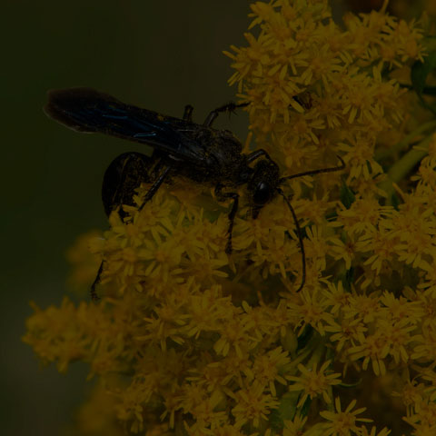 Great Black Digger Wasp