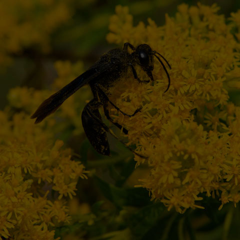 Great Black Digger Wasp