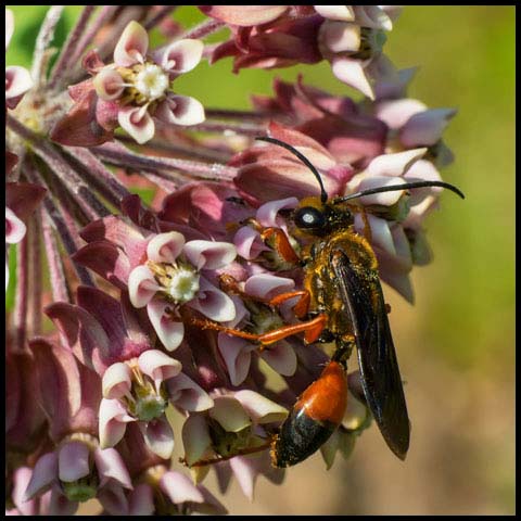 Great Golden Digger Wasp
