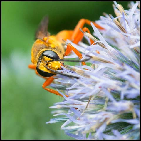 Great Golden Digger Wasp