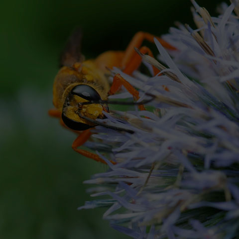 Great Golden Digger Wasp
