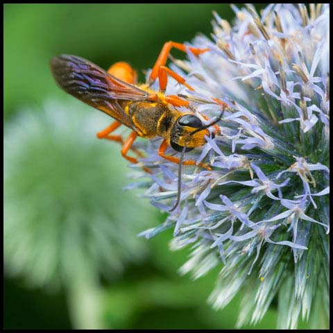 Great Golden Digger Wasp