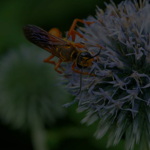 Great Golden Digger Wasp